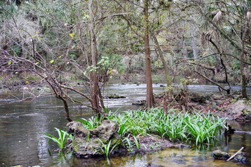 Hillsborough river at Tampa, Florida	