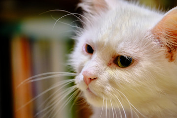 White Turkish angora with yellow eyes color