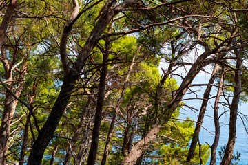 Trees in the forest. The Mediterranean