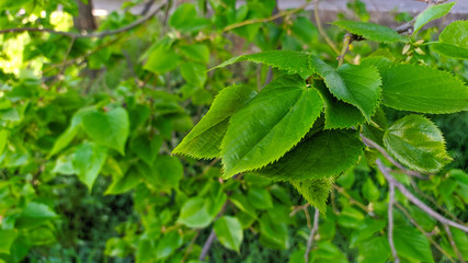 Close up on green leaf branch, spring season