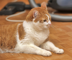 red-haired with a white cat lies on the floor