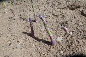 Spargelfeld mit herausgewachsenem fr&auml;nkischen Spargel