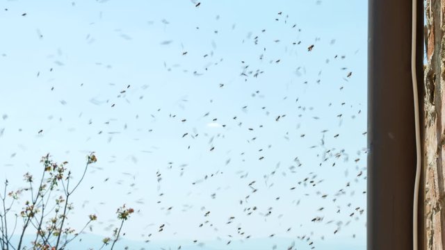 A swarm of wasps buzzing around their nest.