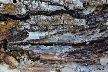 A cracked wooden plank. The bark of an old, dried, brown tree. Close up. Macro mode.
