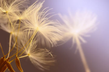 Flying seeds of dandelion on pastel background.