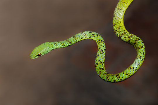 Close-up of an alert spotted bush snake (Philothamnus semivariegatus), South Africa.