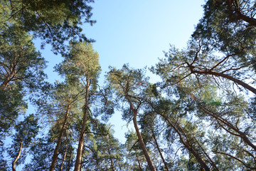 trees and blue sky