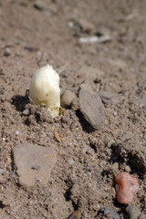 Spargelfeld mit herausgewachsenem fränkischen Spargel