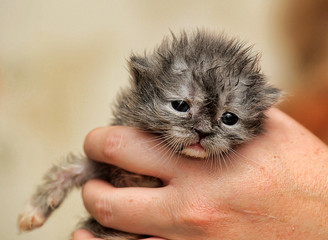 gray kitten in his hands that just opened his eyes - 345172482