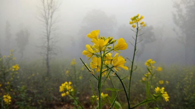 Mustard flover morning in the field