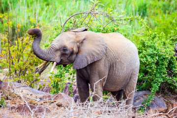 Animals live and move freely
