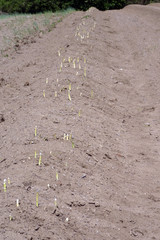 Spargelfeld mit herausgewachsenem fränkischen Spargel