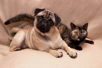 Funny pug and cute turtle color cat lying together on sofa