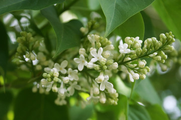 a white lilac with green leaf in the garden