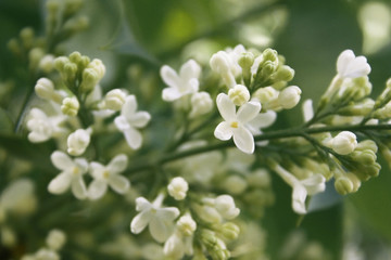 a white lilac with green leaf in the garden