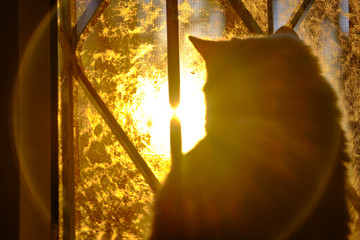 Cat sits on the window silhouettes warm color