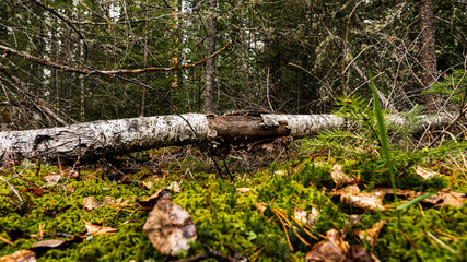 Beautiful Russian Siberian wild forest