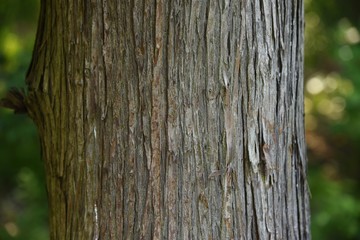 Japanese cedar tree trunk and bark / Cupress evergreen coniferous tree