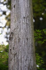 Japanese cedar tree trunk and bark / Cupress evergreen coniferous tree