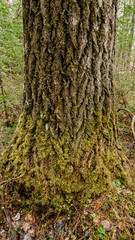 Russian Siberian wild forest