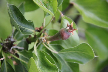 White fresh apple tree bud fertile blossom	