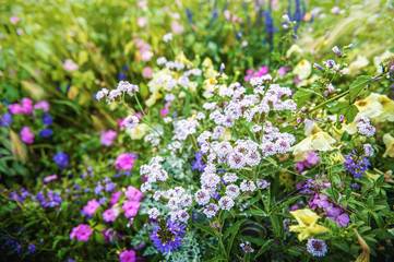 small different flowers in a flower bed in the city. Background of small multicolored flowers