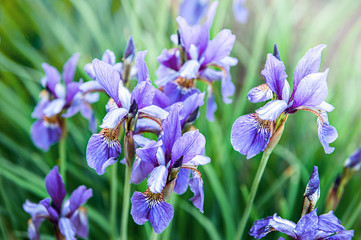 Beautiful background of many blue irises. Beautiful delicate irises bloom in a flower bed