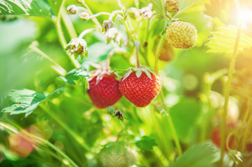 a Bush of fresh red strawberries in the garden on a bed on a Sunny spring day. Close up