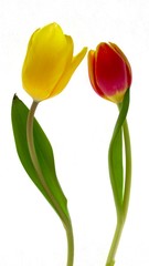 Tulips: The conversation.