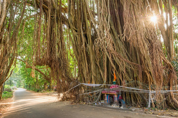 Country road under the big banyan tree in Goa state, India