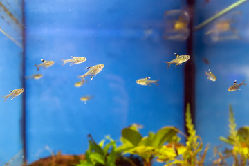 Aquarium fish Pristella maxillaries