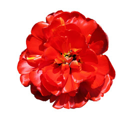 red peony tulip on a white background, top view, isolate