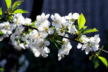 white cherry flowers on a branch, macro, soft focus