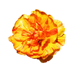yellow-red peony tulip on a white background, top view, isolate