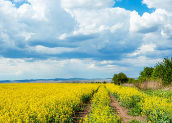 Beautiful spring landscape with road in yellow blooming rapeseed field in sunny day