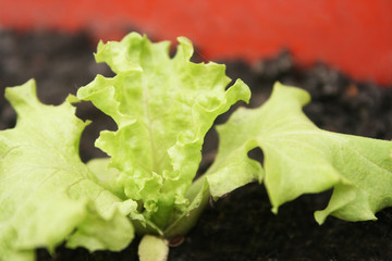 lettuce leaves growing in the ground