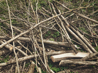 Dramatic close-up cut off hazel tree branch chaotic pile during spring forest cleaning with grass background