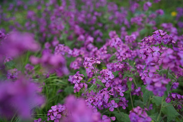 Beautiful purple flower Lunaria annua, called honesty or annual honesty in English, is a species of flowering plant native to the Balkans and south west Asia                              