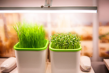 growing plants in a smart hidden form with artificial led lighting. spectrum fitolampy for seedlings and growing plants