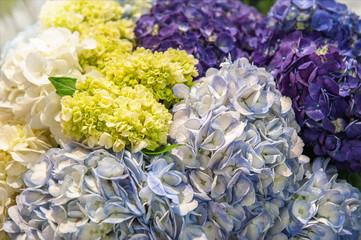 Multi-colored hydrangea flowers are blue, white, green, blue and purple in a huge bouquet. Floral background of flowers. Selective focus