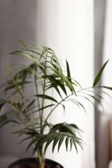 Home garden plants. Taking care of green plants. Large green palm in basket. Spraying water on leaves. Give water to plant. Plant palm in living room. selective focus