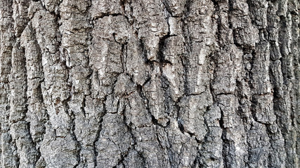 Wooden background. Close up of tree bark texture.