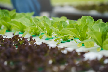 hydroponic system farm. Fresh cos lettuce in the hydroponic farm greenhouse.