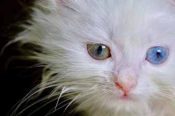 kitten Turka angora with geretochromia low light