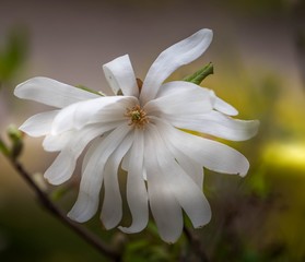 Close up of a single white magnolia flower blooming in spring with bokeh light in background
