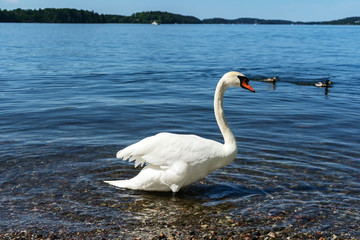 A white swan stands in water against a background of blue water and swimming ducks.