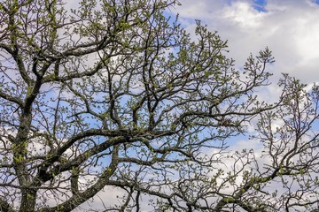 tree branches against blue sky