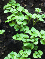 Growing the basil.