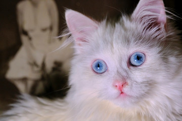 Fototapeta premium white Turkish angora with blue eyes color