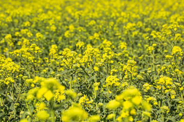 Scenic rural landscape flowering, blooming oilseed rape field, ready for harvest, rapeseed oil